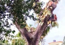 Mymensingh government trees sold claiming private ownership